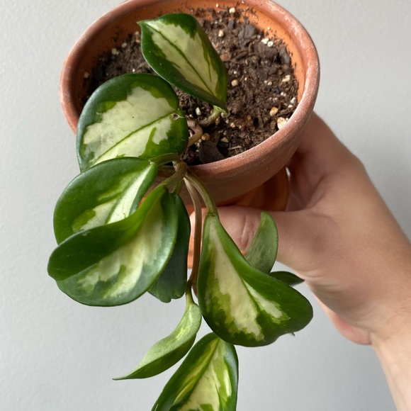 Hoya Carnosa Variegata in 4” Terra Cotta Pot - Picture 2 of 4